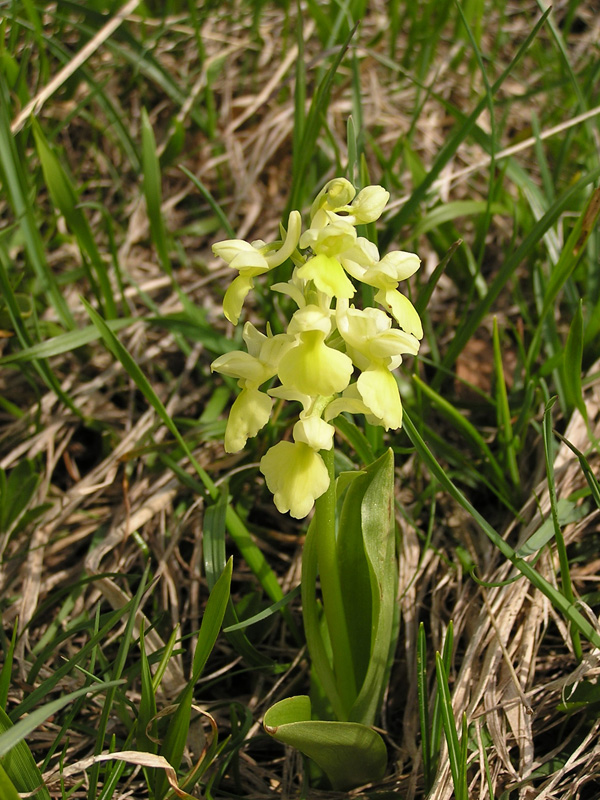 Dactylorhiza sambucina / Orchide sambucina